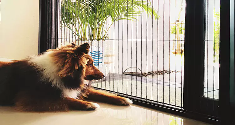 Sliding Screen Pet Door Repair in Oakland Park, FL