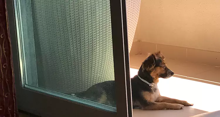 French Door Pet Screen Repair in Oakland Park, FL